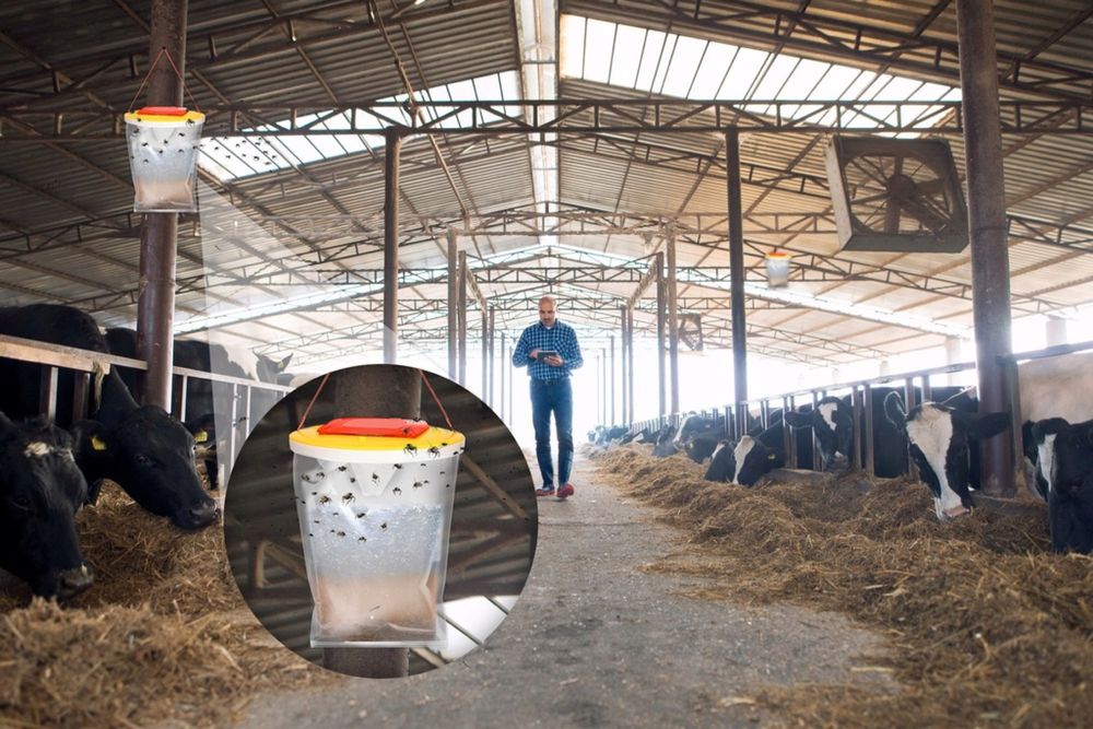 Pulapka na muchy hit!!