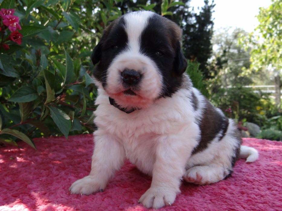 Moskiewski pies stróżujący z Rodowodem Nie Owczarek Kaukaz Bernardyn