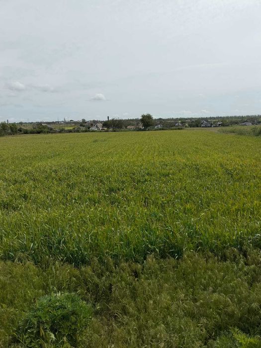 Участок 42 сотки, нежилой дом, коммуникации по улице. Червонознаменка.