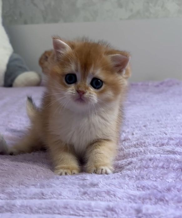 Шотландська дівчинка золота шиншила ny12