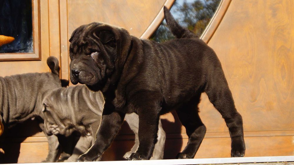 Szczeniak trzymiesięczny ,czarny samiec z rodowodem gotowy do odbioru,
