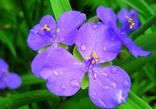 Традесканция садовая, лунник, лилейник желтый , водосбор