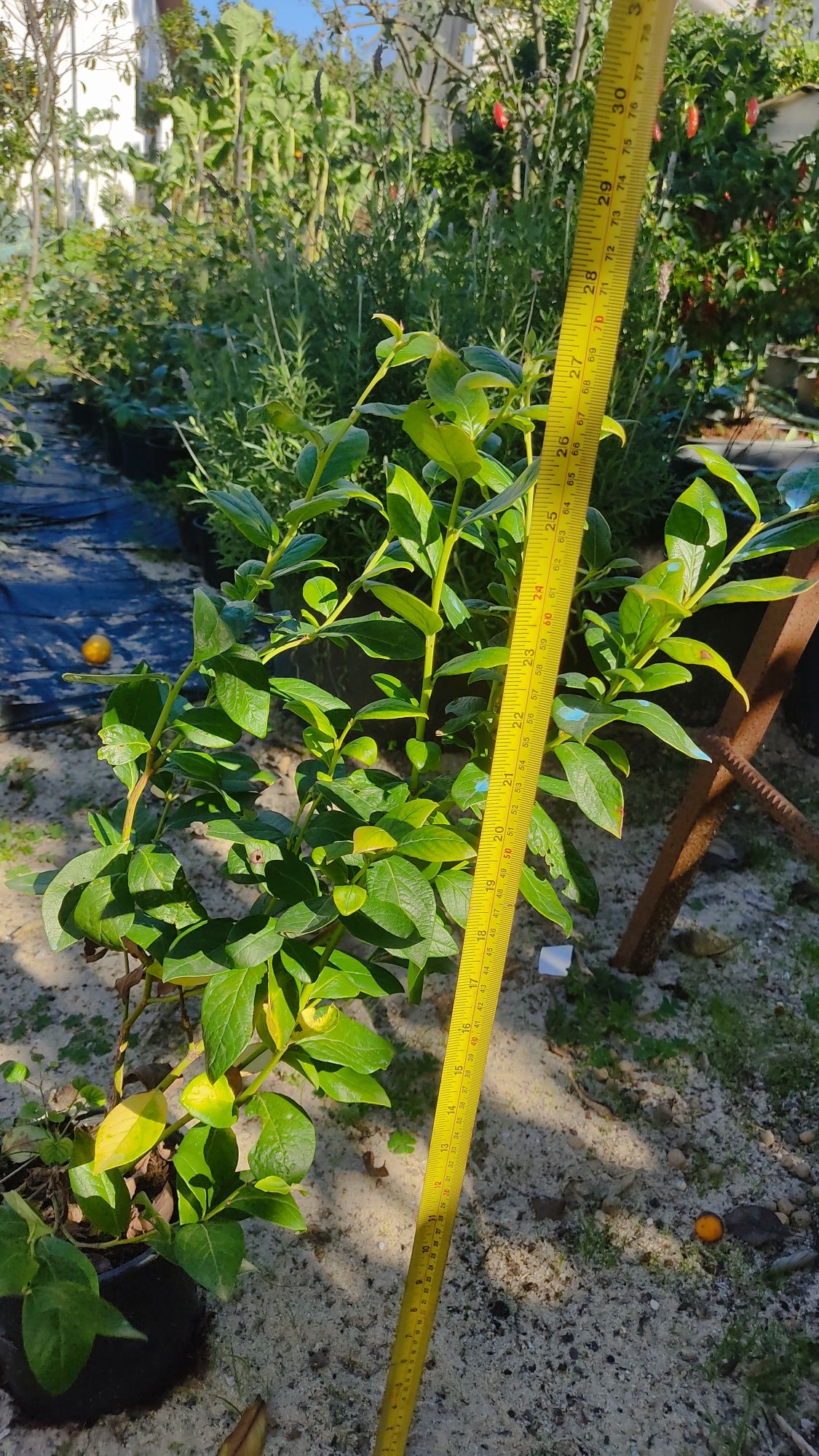 Vendo plantas mirtilo