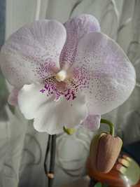 Орхидея Фаленопсис Снежный Биг лип. Домашняя коллекция.