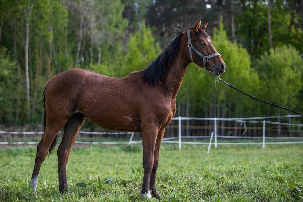 Sprzedam rocznego ogierka