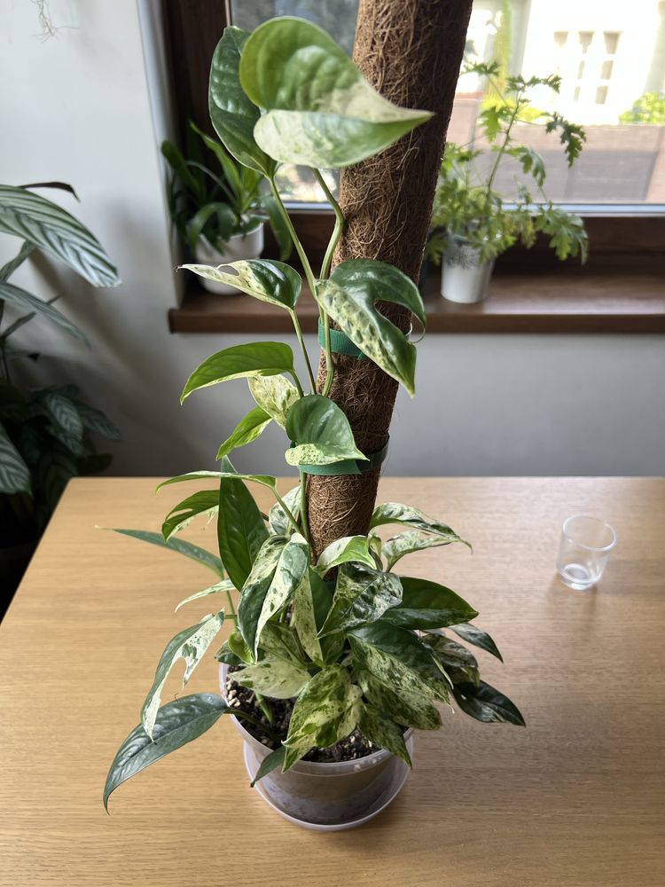 Epipremnum Pinnatum Marble Variegata