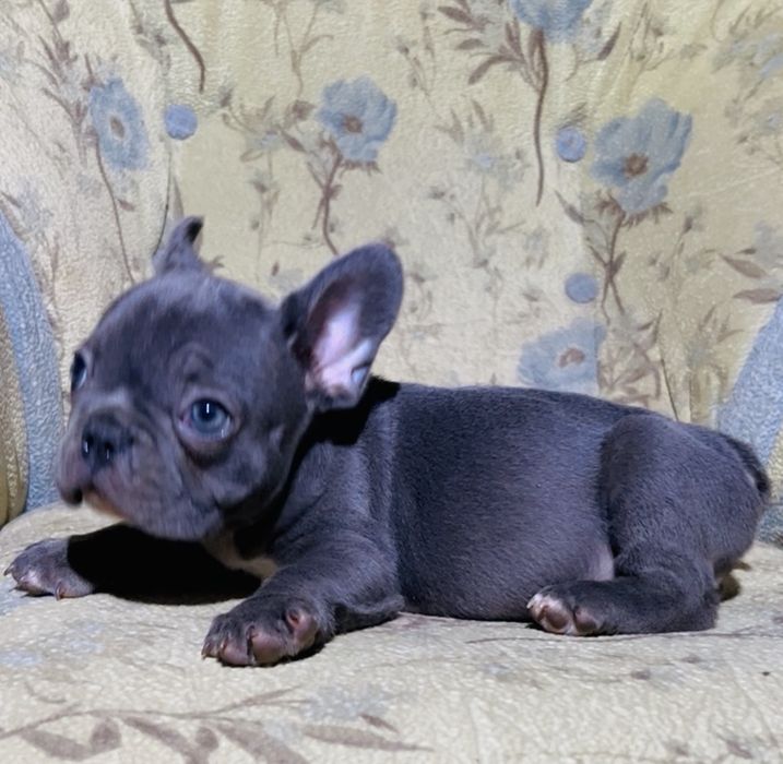 Супер французята