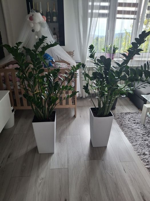 Sprzedam zamiokulkasy