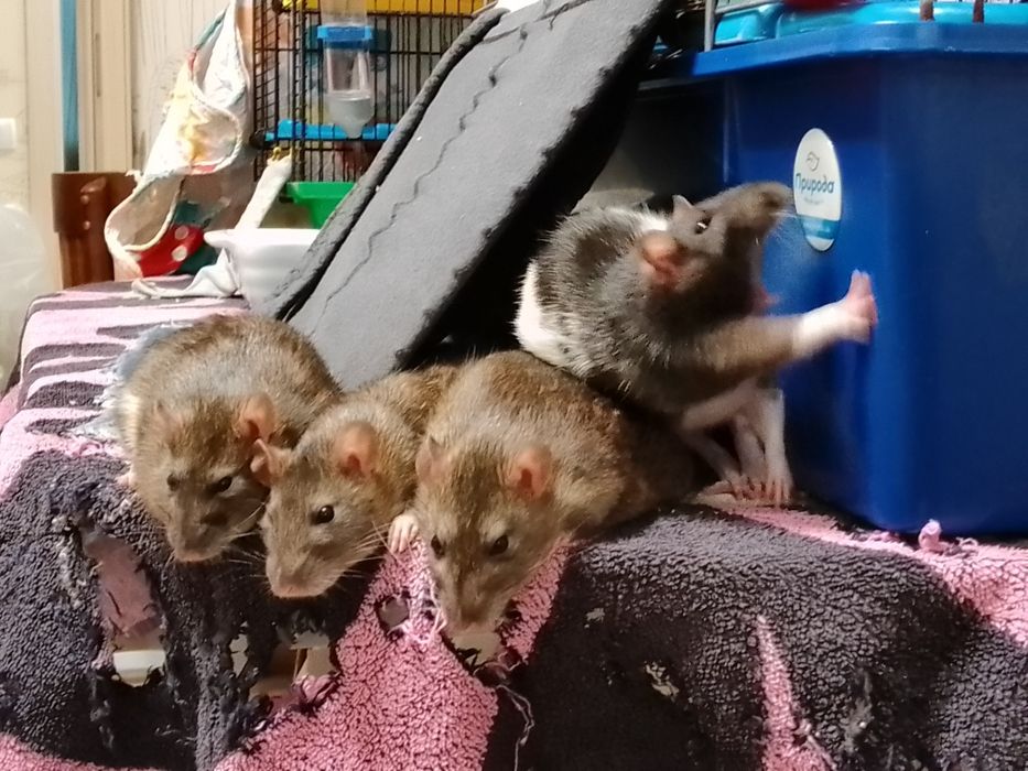 Корм, мешанка для крыс, щурів, пацюків,мішанина, Валерія та Хвости,3кг