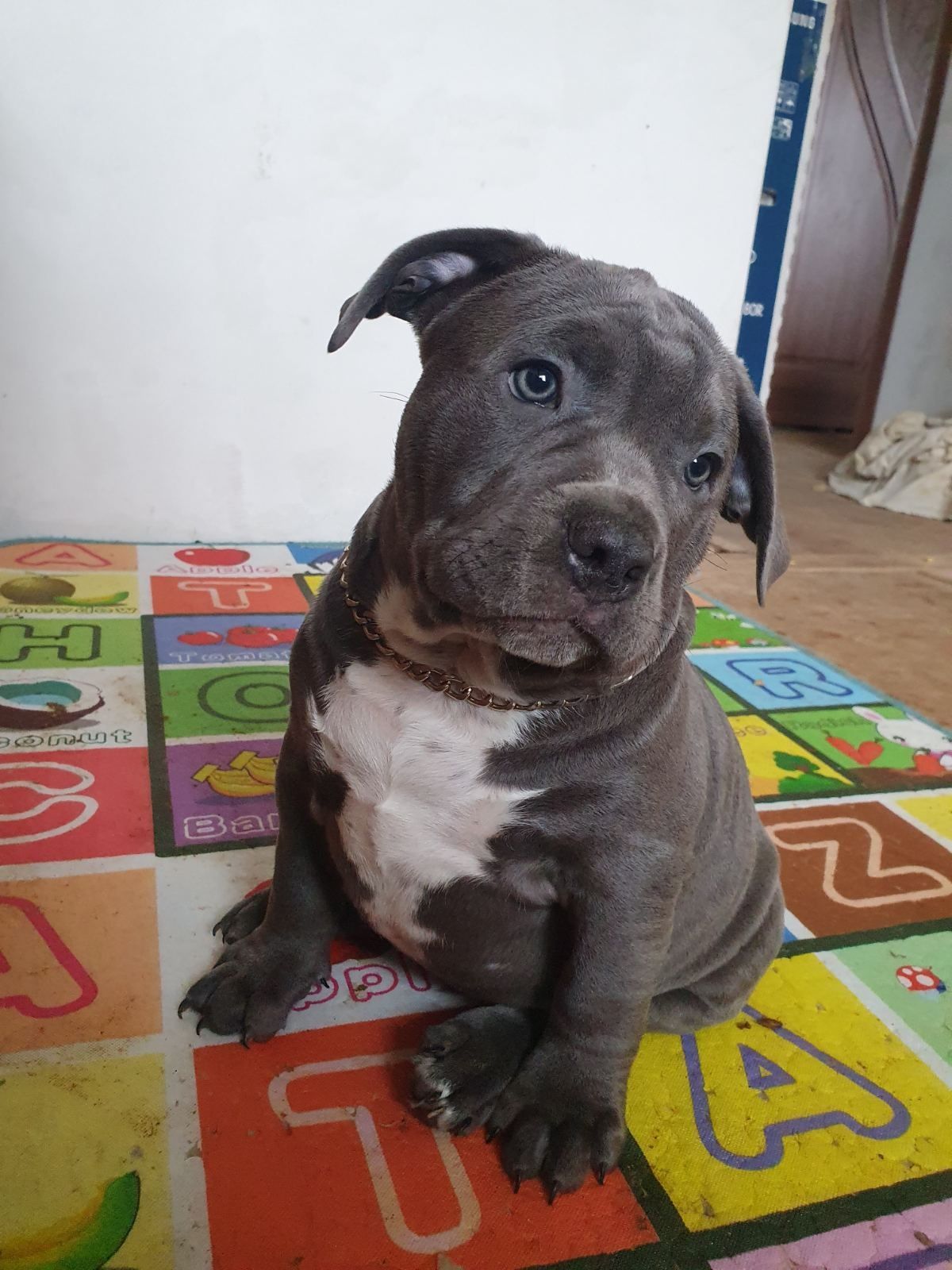 Щенок Амбулли American bully