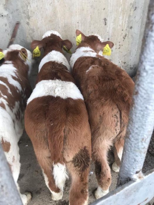 Byczki cielęta cielaki cieliczki, transport gratis NOWA DOSTAWA