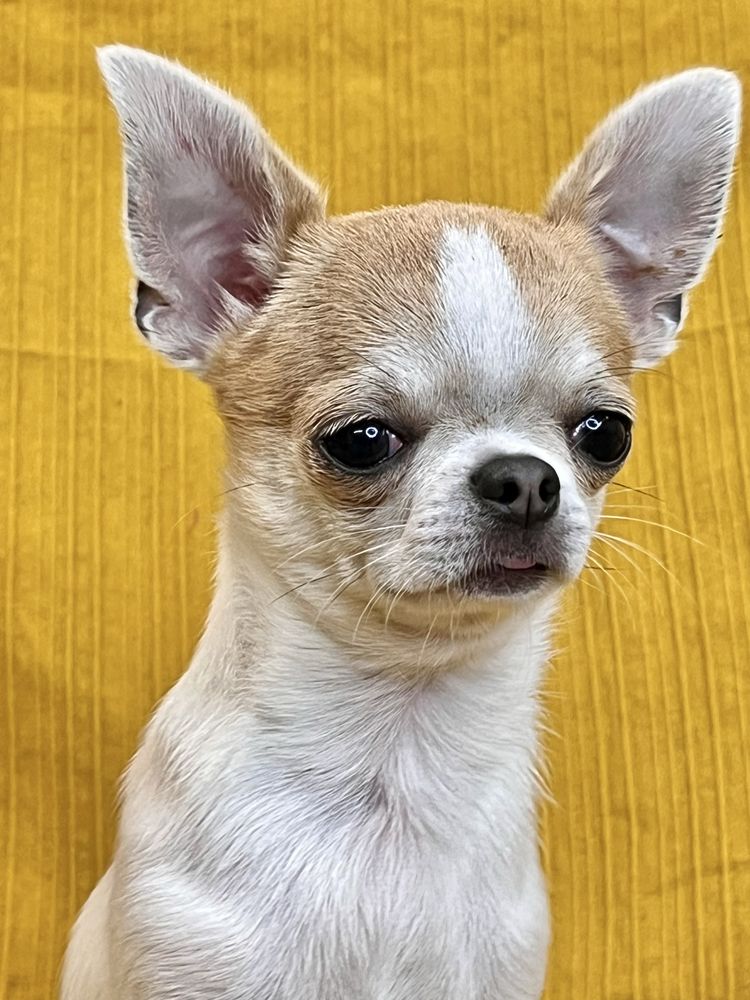 Chihuahua Macho Pequenino
