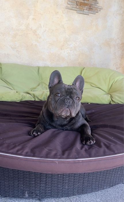 Французський бульдог вʼязка