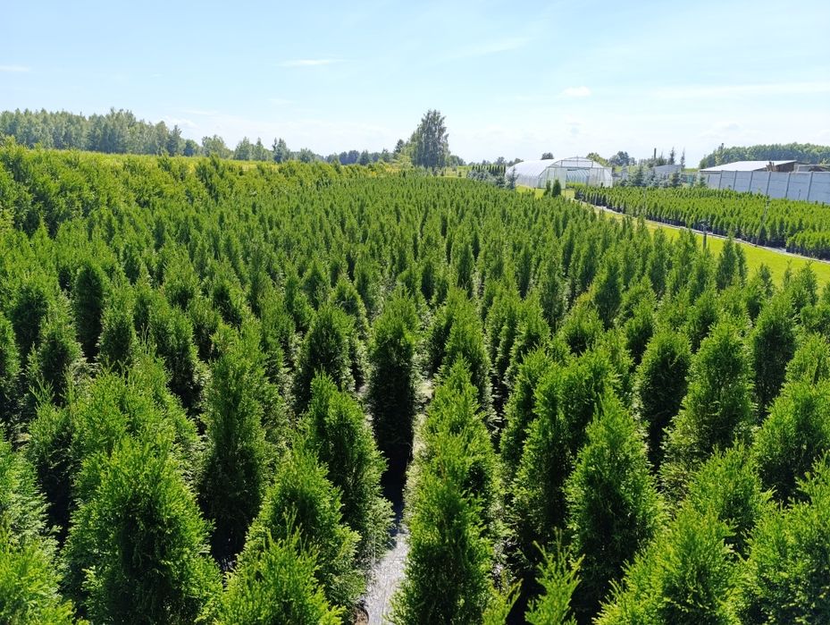 Tuja szmaragd 60-80cm Transport