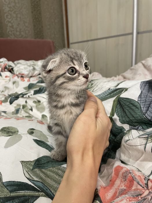 Кошенята(мама британка вислоуха)
