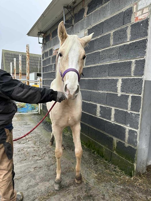 sprzedam klacz rasy wielkopolskiej izabelowata