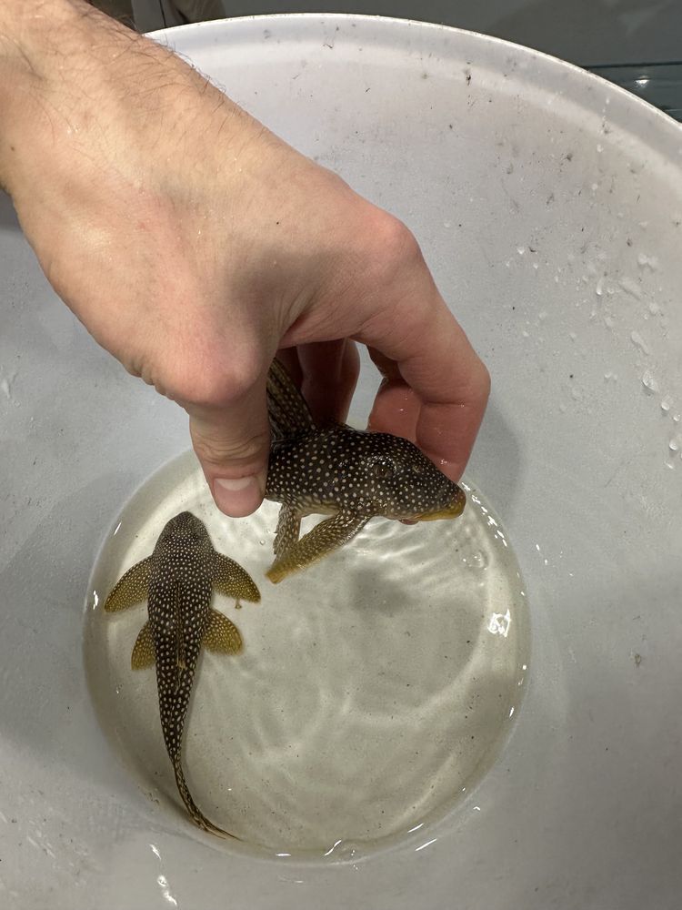 Scobinancistrus aureatus L014 L14 pleco glonojad