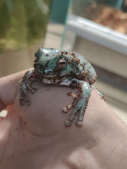 Litoria Caerulea młoda rzekotka szmaragdowa/australijska
