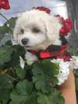 Bichon frise szczeniaczek  FCI