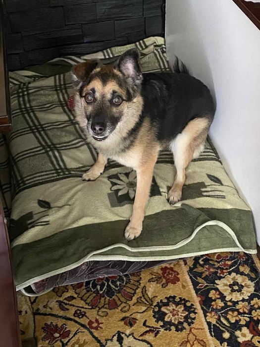 Oddam kundelka w dobre ręce