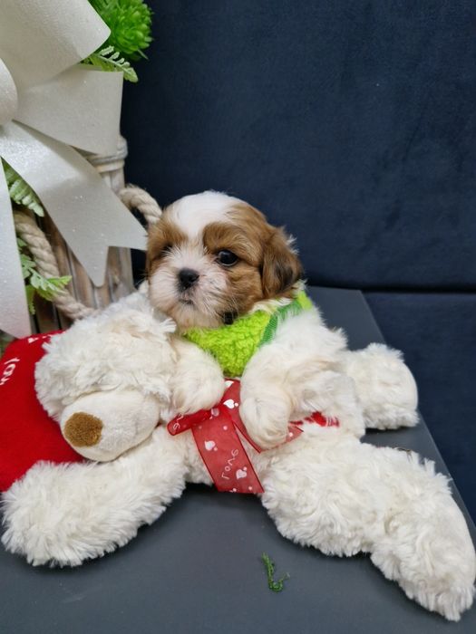 Shih-tzu miniaturka 2xszczepienia legowisko iwyprawka