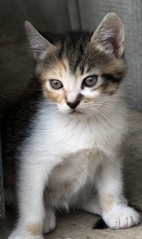 Кошенята в добрі руки Котенята Котики Кіт Киця
