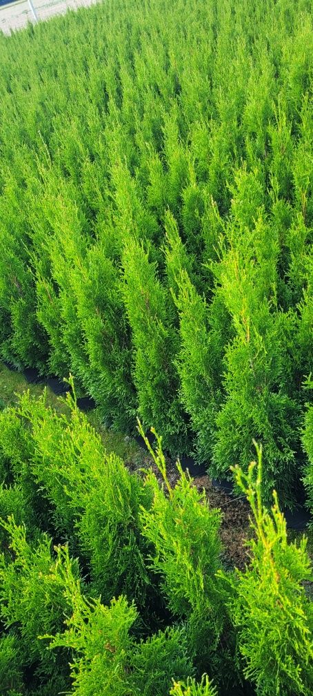 Tuja Smaragd 120 cm tuje 100 brabant zywotnik laurowismia Białystok
