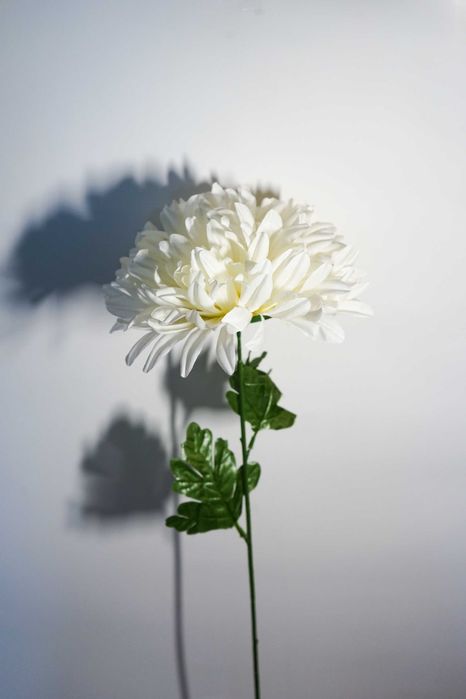 Chryzantema w kolorze białym