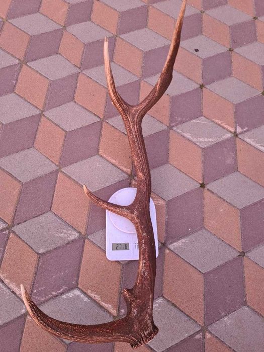 рогі оленя у хорошому стані дуже великі порівняно із обичними