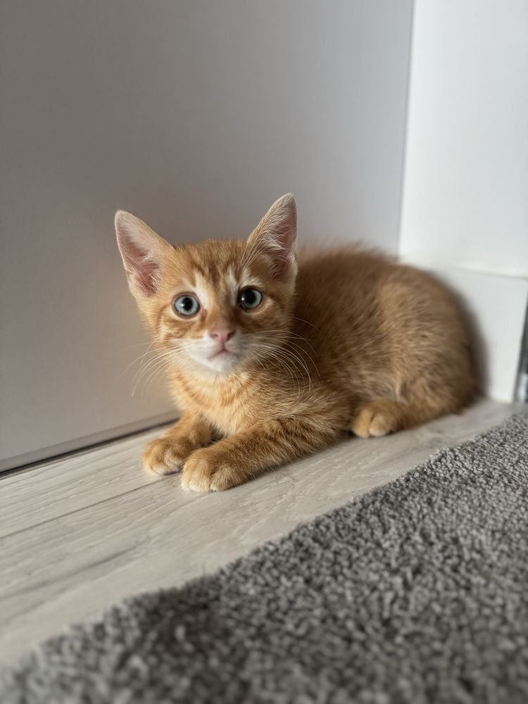 Malutki rudy kotek
