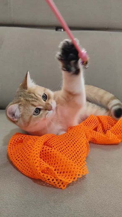 Прямовухі кошенята Британська золота шиншила хлопчик дівчинка