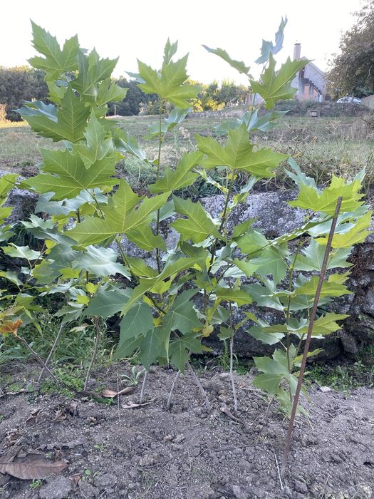 Platanos clonados