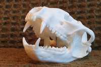 Naturalna czaszka szopa pracza- bardzo duża (Nie czaszka lisa)