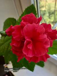 Гибискус-Китайская роза.