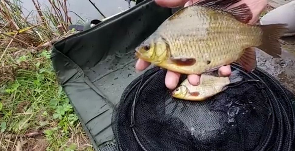 Amur narybek kroczek 15-20cm Dostępny! Karp, Lin, złota wzdręga, Płoć