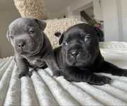 Staffordshire Bull Terrier -Staffik