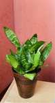 sansewieria roslina