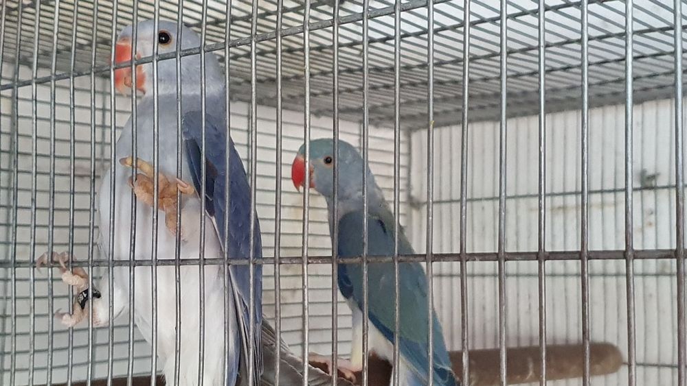 Ring necks para cedência.