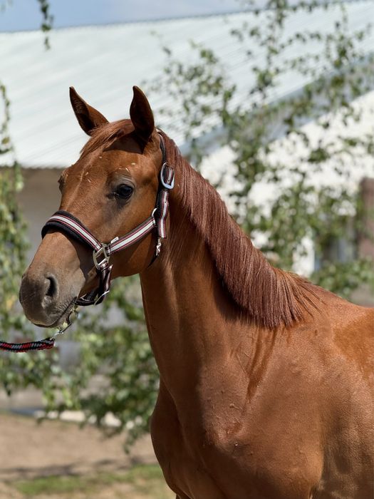 Кобыла, лошадь, конь