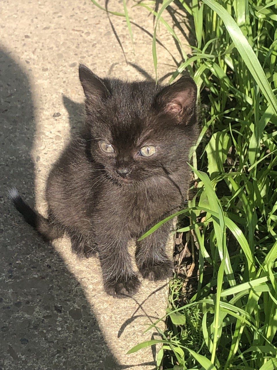 Котики в добрі руки