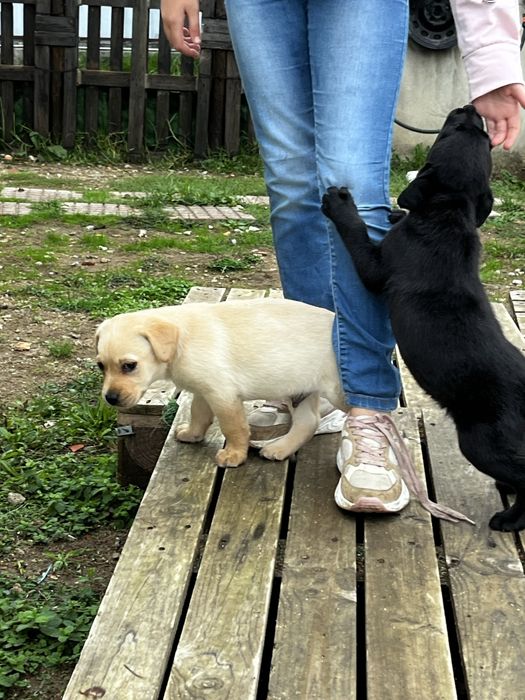 Labradores puppies puros