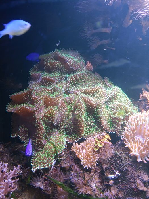 Koralowiec miękki fluo sacrophyton duży