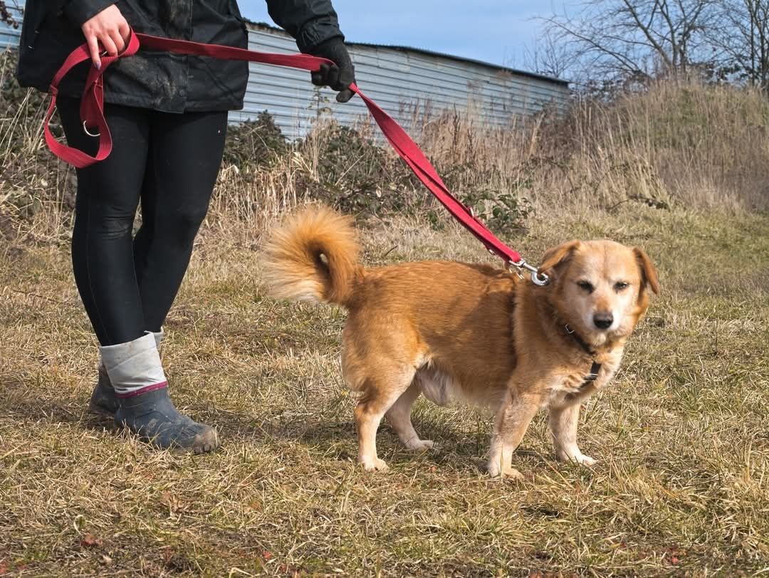 Puchaty beżowy Nugat do adopcji - piesek z posturą jamnika szuka domu