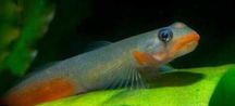 Babka red lips (Sicyopus rubicundus)