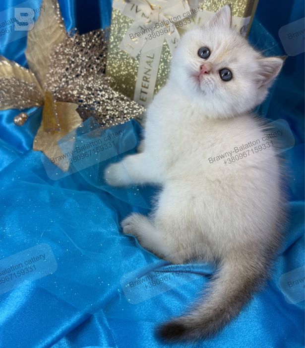 Золота шиншила поинт