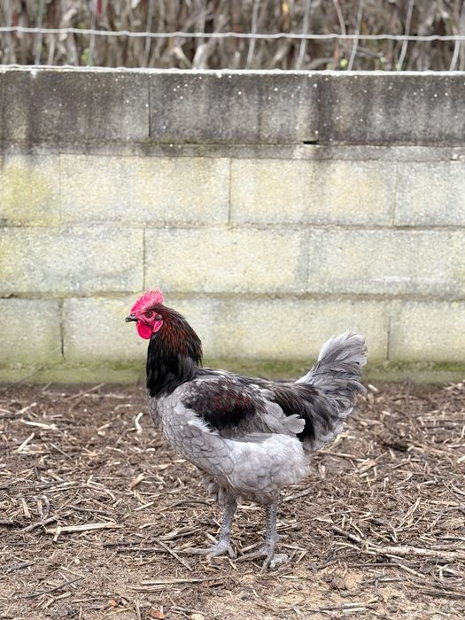 Galos jersey gigante