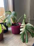 Monstera variegata