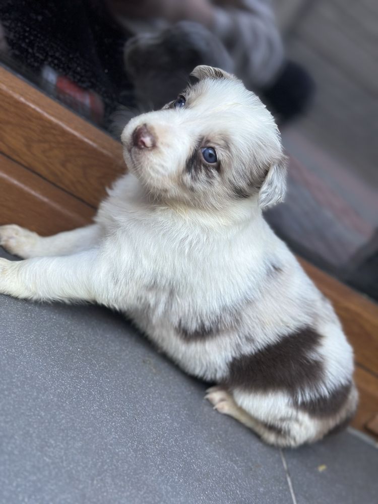 Suczka chocolate merle border collie