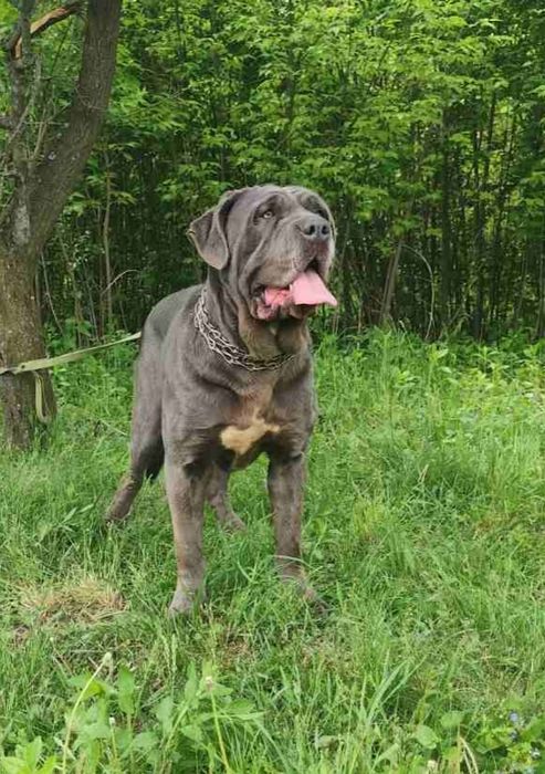 Дівчинка кане корсо