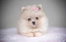 Szpic miniaturowy* Pomeranian* Dziewczynka Daisuki